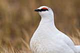 Image. Rock Ptarmigan