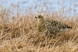 Image. Rock Ptarmigan
