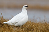 Image. Rock Ptarmigan