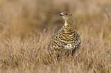 Image. Rock Ptarmigan