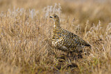 Image. Rock Ptarmigan