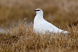 Image. Rock Ptarmigan