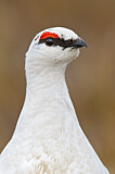 Image. Rock Ptarmigan
