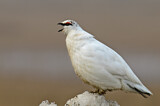 Image. Rock Ptarmigan