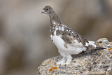 Image. Rock Ptarmigan