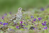 Image. Rock Sandpiper