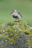 Image. Rock Sandpiper