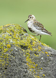 Image. Rock Sandpiper