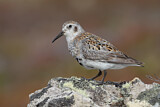 Image. Rock Sandpiper