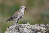 Image. Rock Sandpiper
