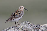 Image. Rock Sandpiper