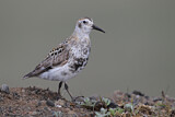 Image. Rock Sandpiper