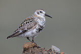 Image. Rock Sandpiper