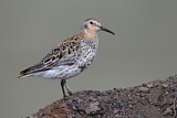 Image. Rock Sandpiper
