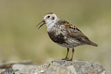 Image. Rock Sandpiper