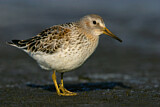 Image. Rock Sandpiper