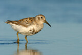 Image. Rock Sandpiper