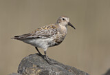 Image. Rock Sandpiper