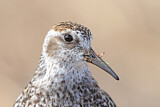 Image. Rock Sandpiper