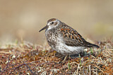 Image. Rock Sandpiper