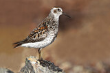Image. Rock Sandpiper