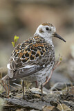 Image. Rock Sandpiper