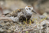 Image. Rock Sandpiper
