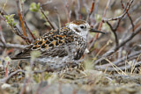 Image. Rock Sandpiper