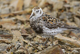 Image. Rock Sandpiper