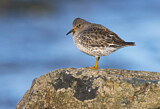 Image. Rock Sandpiper
