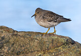 Image. Rock Sandpiper
