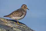 Image. Rock Sandpiper