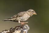 Image. Rock Sparrow