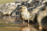 Image. Rock Sparrow