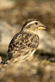 Image. Rock Sparrow