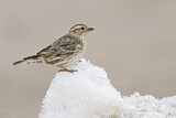Image. Rock Sparrow