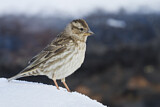 Image. Rock Sparrow