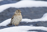 Image. Rock Sparrow