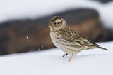 Image. Rock Sparrow