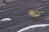 Image. Rock Sparrow