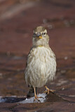 Image. Rock Sparrow