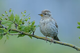 Image. Rock Sparrow
