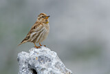 Image. Rock Sparrow