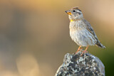Image. Rock Sparrow