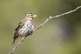 Image. Rock Sparrow