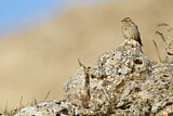 Image. Rock Sparrow