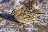 Image. Rock Sparrow
