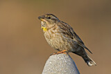 Image. Rock Sparrow