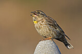 Image. Rock Sparrow