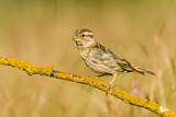 Image. Rock Sparrow